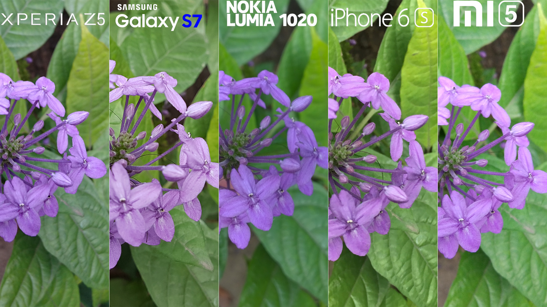 http://www.manilashaker.com/wp-content/uploads/2016/03/Galaxy-S7-Xperia-Z5-Lumia-1020-iphone-6s-Xiaomi-Mi-5-Camera-Review-Comaprison-2.jpg